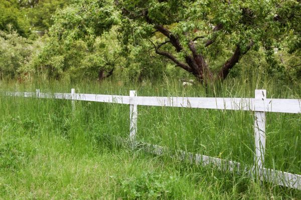 Cost of Fence Line Trimming in Bethlehem